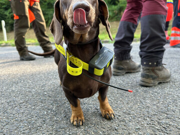 Dackeldame Milu ist Teil der Hundestaffel die aktuell nach Erregern der Afrikanischen Schweinpest sucht.
