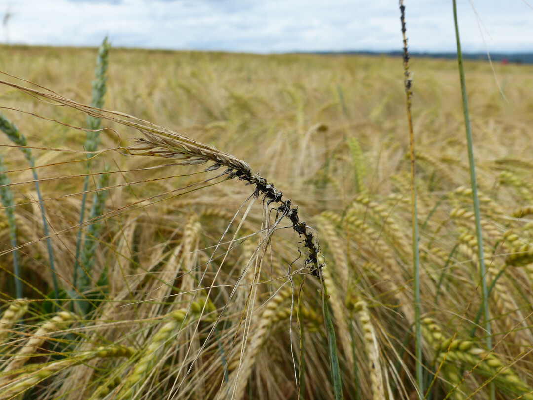 Flugbrand an Gerste kann durch befallenes Saatgut verursacht werden oder durch Sporenflug von befallenen Nachbarflächen. Die Übertragung durch Saatgut kann durch eine chemische Beizung verhindert werden.