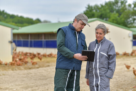Wenn die Geflügelpest in einem Geflügelbetrieb ausbricht, dann ist der Schaden immens.