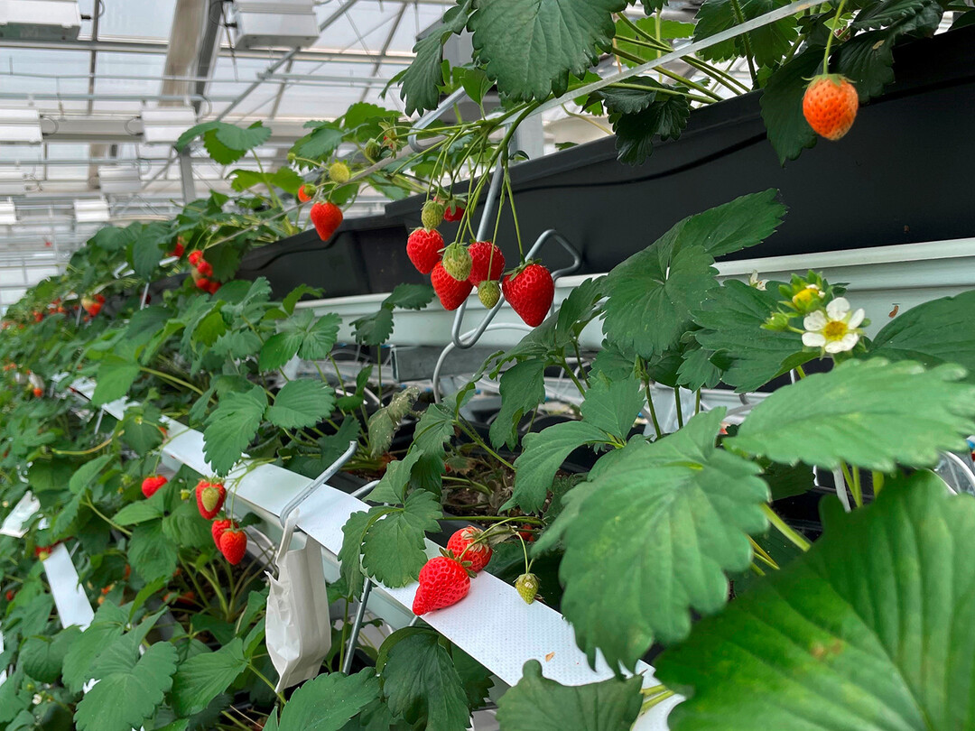 Erdbeerkultivierung im Gewächshaus des Altmarktgartens in Oberhausen.