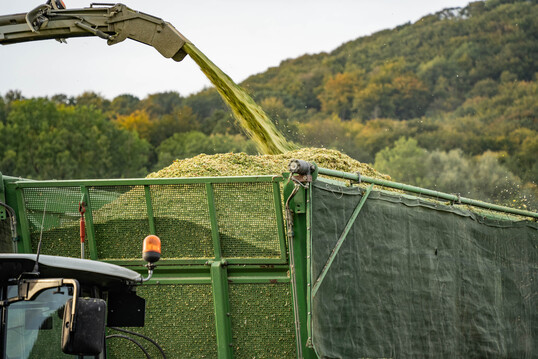 Silomaisernte. Bleibt es heiß und trocken, muss man genau darauf achten, dass man den optimalen Punkt der Silierreife nicht übersieht.