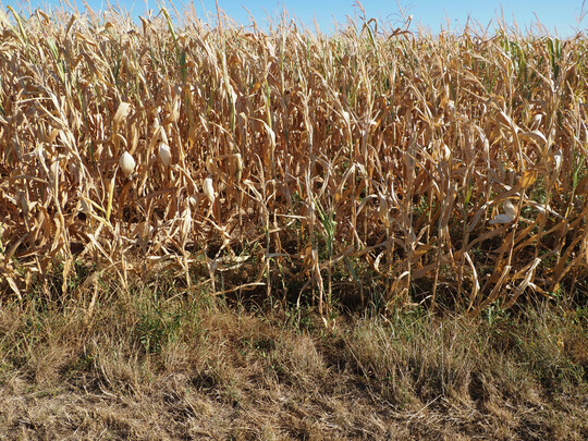 Mais im August, geschädigt wegen Trockenheit. In diesem Jahr dürfte es vielerorts anders aussehen. Tendenziell nehmen Dürreschäden aufgrund der höheren Wärmeentwicklung aber zu.