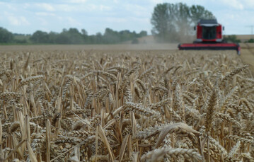 Laut des Deutschen Bauernverbandes hat die Ernte 2024 Entt�uschung bei Menge- und Qualit�t gebracht. 
