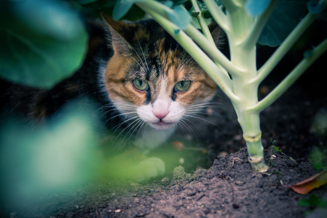 Katzen haben sich bereits mit dem HPAI-Virus infiziert. Das LAVES startet dazu jetzt ein Forschungsprojekt.