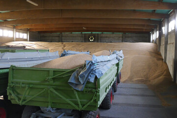 Gl�ck im Ungl�ck: Trotz der widrigen Witterung in diesem Jahr seien die Speicher nach der Ernte gef�llt, sagt Bundeslandwirtschaftsminister Cem �zdemir.