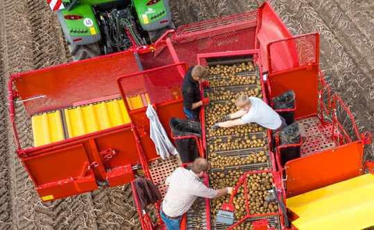 Die Frühkartoffelsaison 2024 ist in Menge und Preis gut gelaufen. Jetzt kommt es auf die Haupternte an.