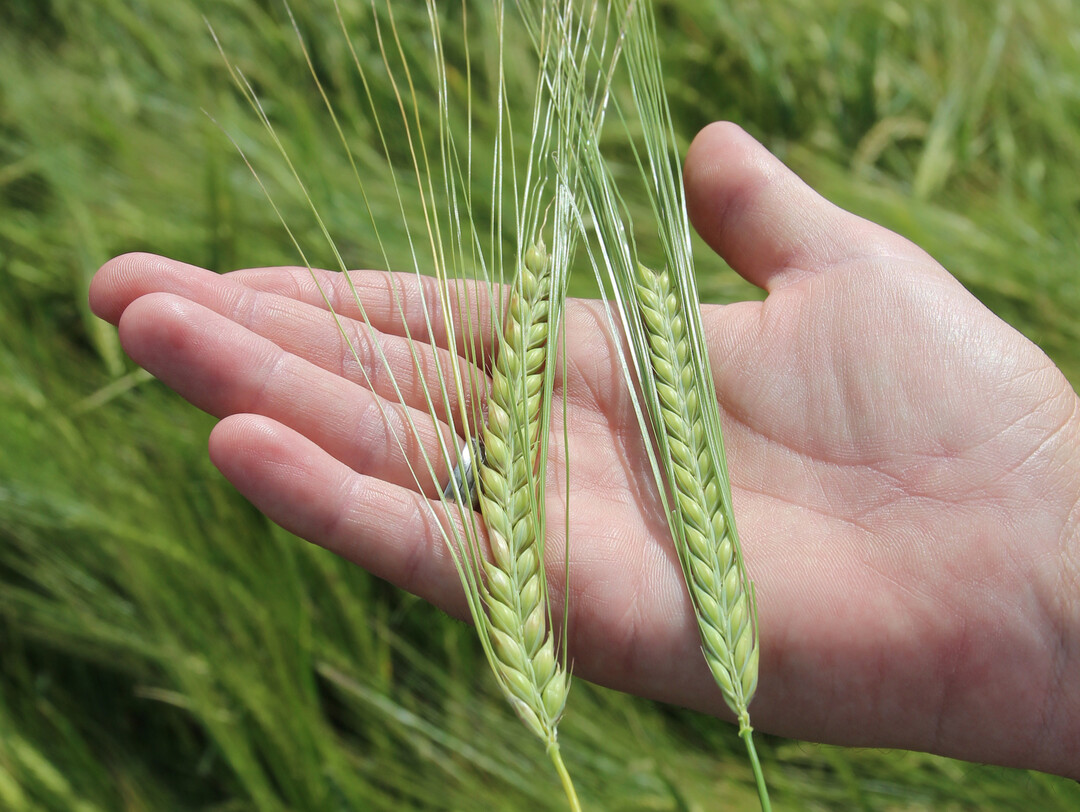 Syngenta hat im ersten Halbjahr 2024 weniger Umsatz gemacht. Dabei waren die Einbu�en bei Pflanzenschutzmitteln st�rker als bei Saatgut.