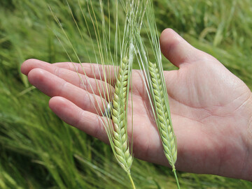 Syngenta hat im ersten Halbjahr 2024 weniger Umsatz gemacht. Dabei waren die Einbu�en bei Pflanzenschutzmitteln st�rker als bei Saatgut.