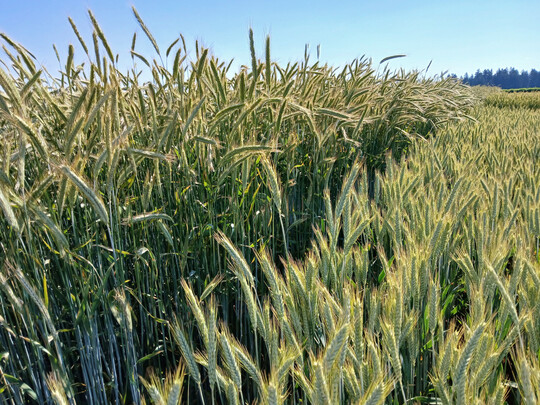 Die Landessortenversuche Triticale in Döggingen.