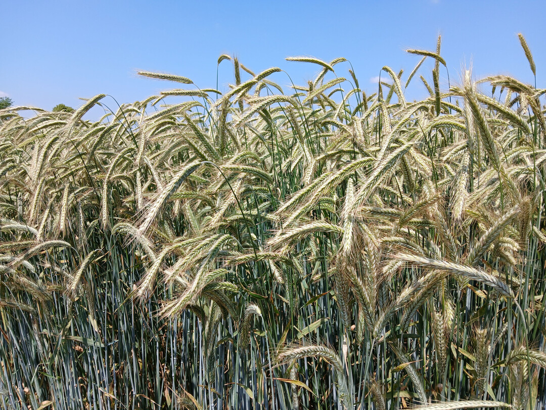 Der Winterroggen in den Landessortenversuchen Krauchenwies.