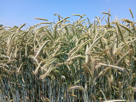 Der Winterroggen in den Landessortenversuchen Krauchenwies.