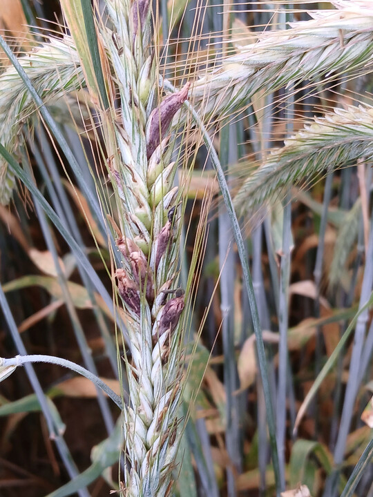 Mutterkorn und vor allem Ährenfusarium waren in dieser Saison beim Roggen an verschiedenen Standorten ein Thema.