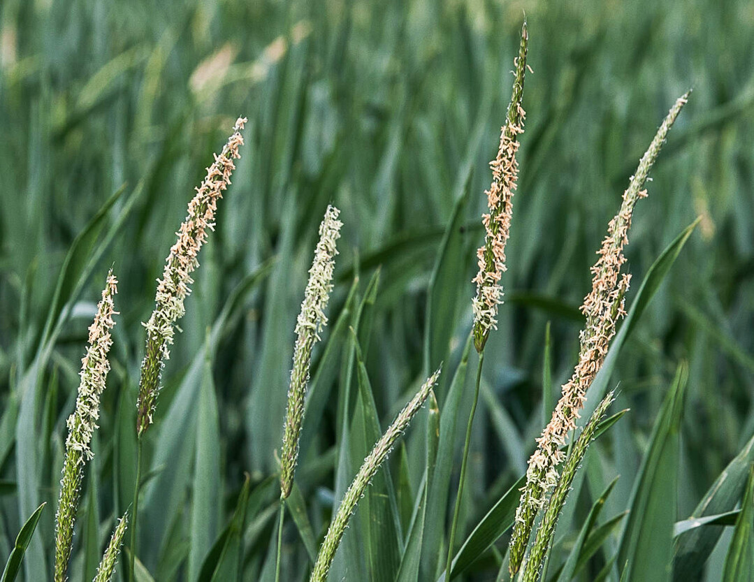 Ein falsches Saatbett sowie ein verzögerter Saatzeitpunkt können Probleme mit Ackerfuchsschwanz mindern.