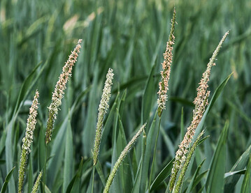 Ein falsches Saatbett sowie ein verz�gerter Saatzeitpunkt k�nnen Probleme mit Ackerfuchsschwanz mindern.