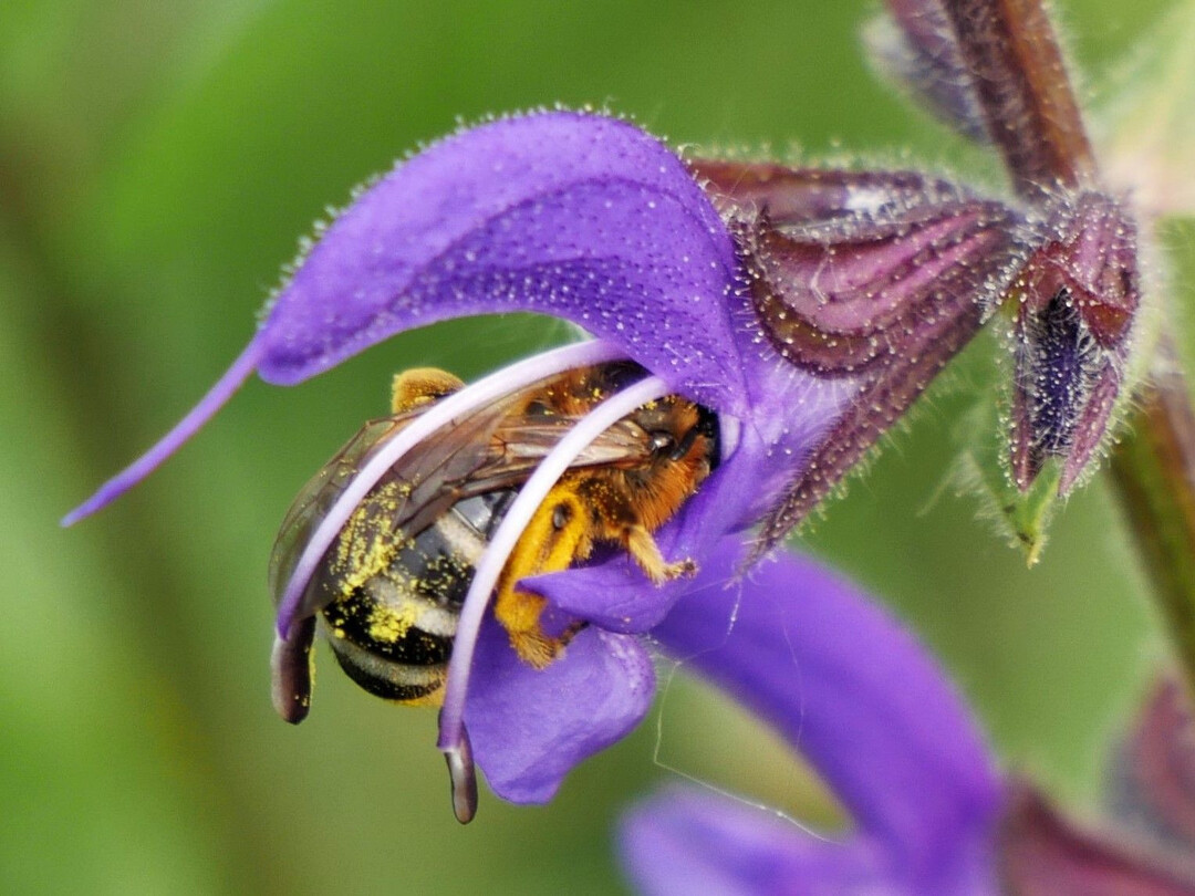 Die Gro�e Salbei-Schmalbiene kann sich in erfolgreich etablierten Bl�hstreifen tummeln.