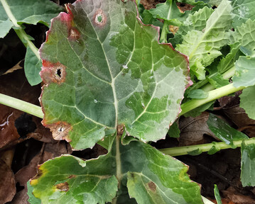 Grundlegend sind die aktuell verf�gbaren Sorten allerdings widerstandsf�higer gegen�ber der Wurzelhals- und St�ngelf�ule, sodass ein Einsatz von Pflanzenschutzmitteln gezielt gegen diese Krankheit h�ufig nicht erforderlich ist.