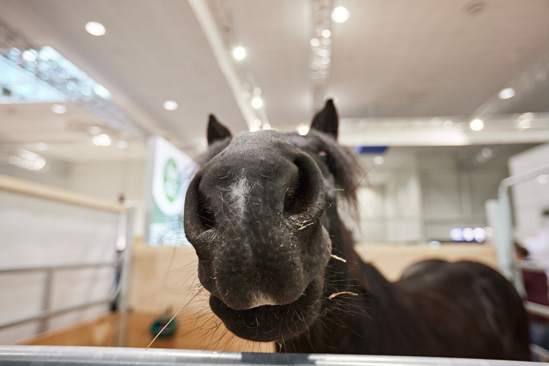 Die Pferdehaltung hat sich zu einem wichtigen Wirtschaftsfaktor auf landwirtschaftlichen Betrieben entwickelt. Der Themenschwerpunkt Pferd auf der EuroTier bietet Pferdehaltern die M�glichkeit, sich auszutauschen und �ber neue Entwicklungen zu informieren. 