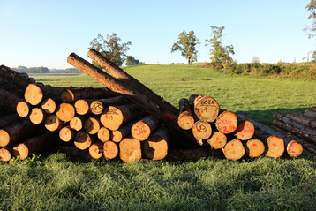 Holzvermarktung: Nach der EU-Entwaldungs-Verordnung (EUDR) d�rfen bestimmte Rohstoffe und Erzeugnisse nur dann in den europ�ischen Markt ein- oder ausgef�hrt werden, wenn sie nicht mit Entwaldung und Waldsch�digung in Verbindung stehen. Lieferanten m�ssen dazu k�nftig eine Sorgfaltserkl�rung vorlegen.