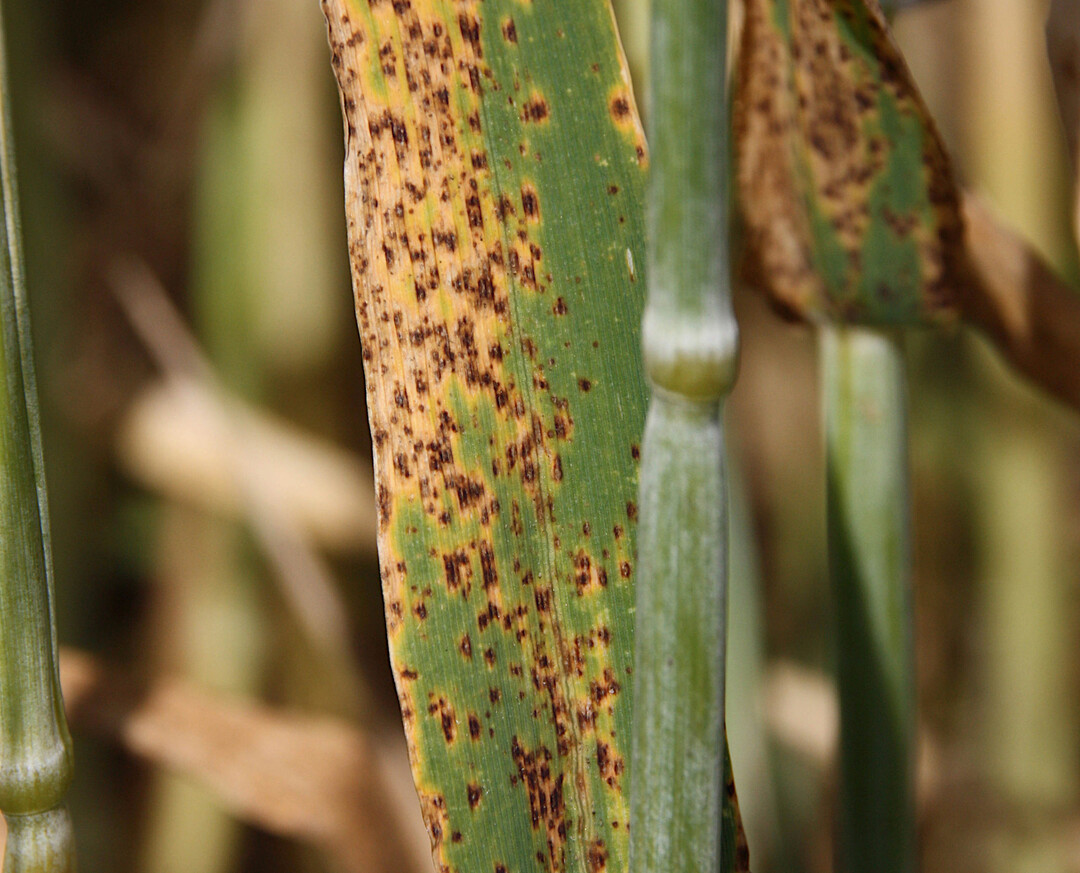 Ramularia wächst an ökologischer Wintergerste.