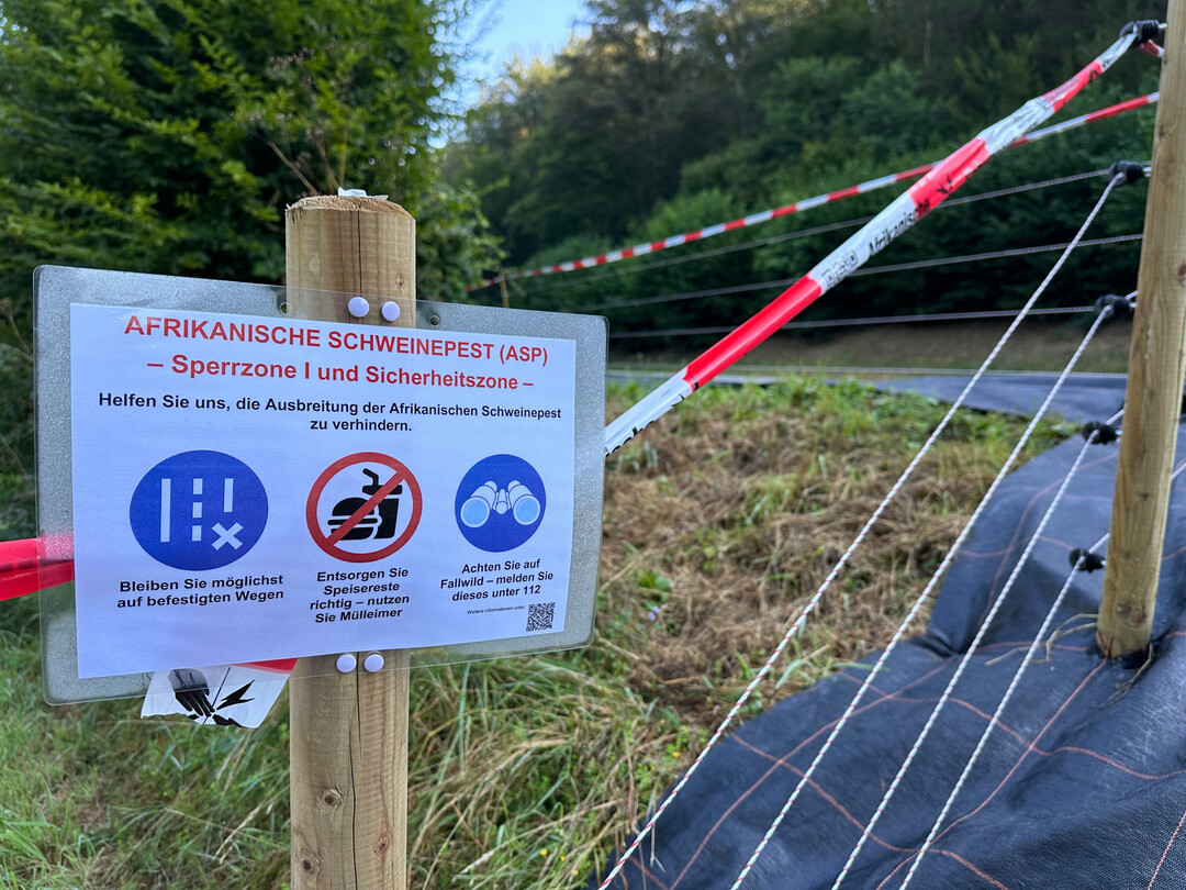 Ma�nahmen, um die Afrikanischen Schweinepest einzud�mmen, wurden bereits in die Wege geleitet. Das Programm Liquidit�tssicherung k�nnen Betriebe mit Sitz oder Fl�chen innerhalb von Sperrzonen beantragen, die einen auf die ASP zur�ckzuf�hrenden Umsatz- und/oder Ergebnisr�ckgang von mindestens 30 Prozent nachweisen k�nnen. 