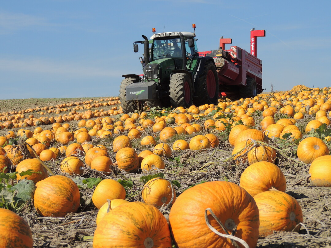 Ölkürbisse sind eine Alternative für Landwirte im Innviertel und in Bayern.