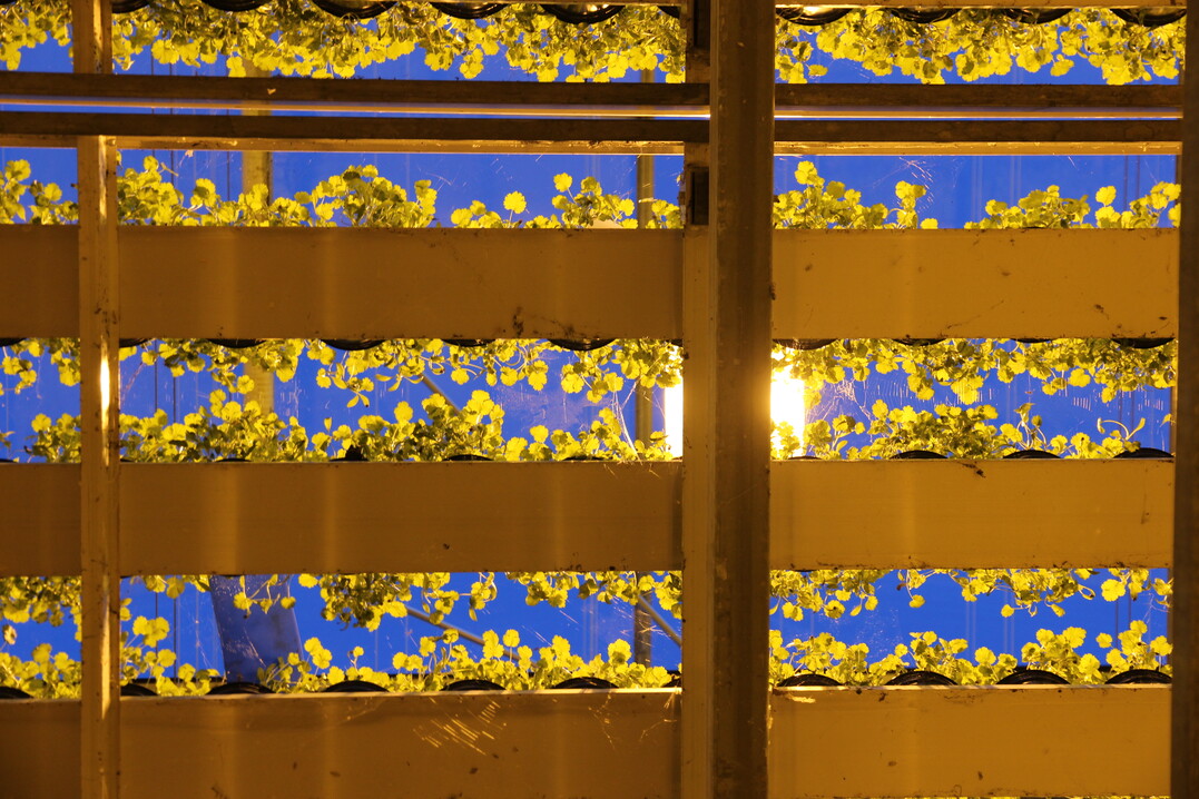 Die Rinnen sorgen dafür, dass die Pflanzen gut von Luft umspült werden, was Krankheiten vorbeugt.