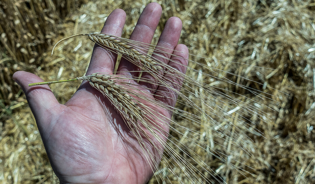 Die Wahl zwischen zwei- und mehrzeiligen Gerstensorten sollte gut �berlegt sein.