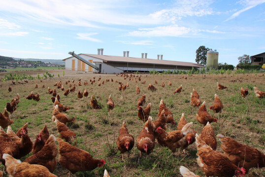 Was ein �Tierwohlstall� ist und wodurch er sich auszeichnet, ist in der TA Luft bisher nicht genau definiert.