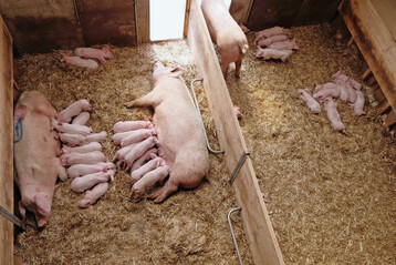 1 Gruppens�ugestall f�r zwei bis vier Sauen.