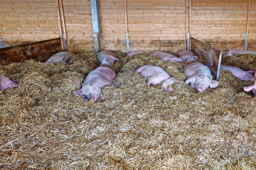 2 Liegebereich der tr�chtigen Sauen in der Gro�gruppe.