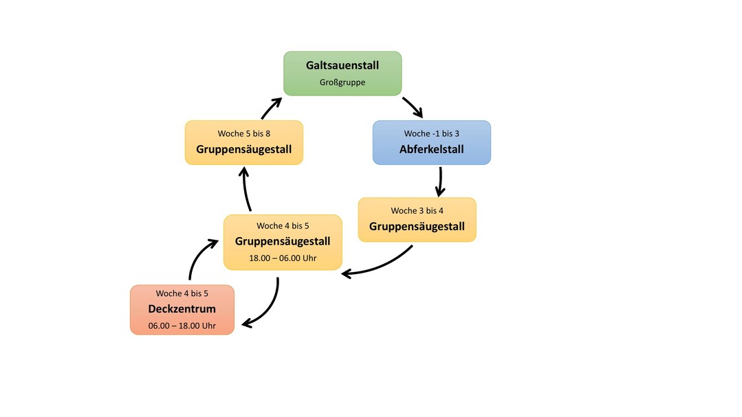 3 Umtriebsplan f�r die Sauen.