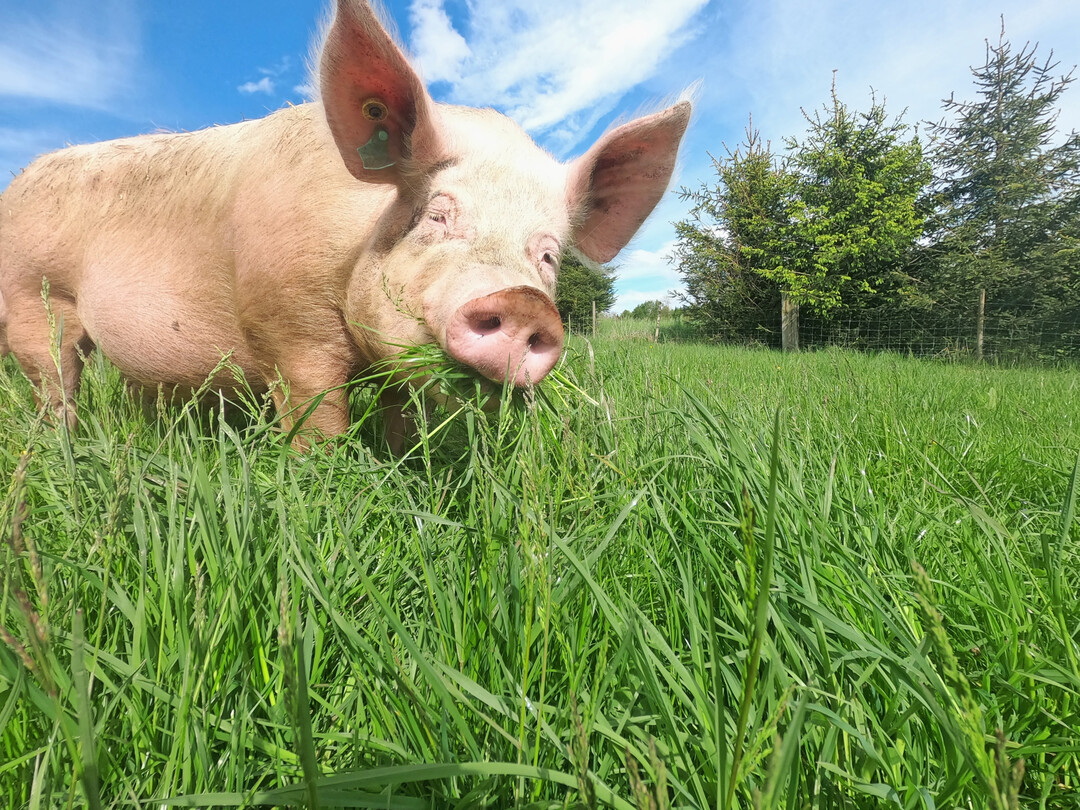 5 Die Sauen weiden gen��lich.