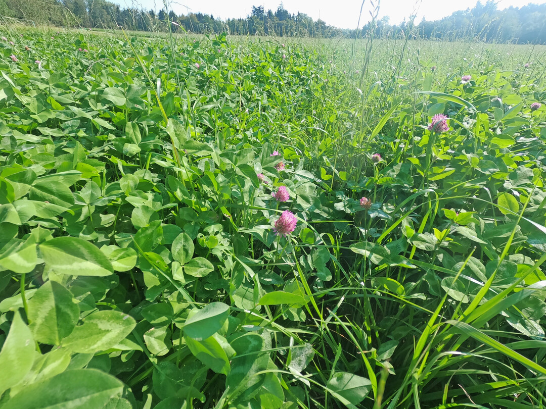 7 Auf die Kleegrasmischung kommt es an. Am besten eignen sich 30 bis 50 Prozent Kleeanteil in den Rationen f�r die Sauen.