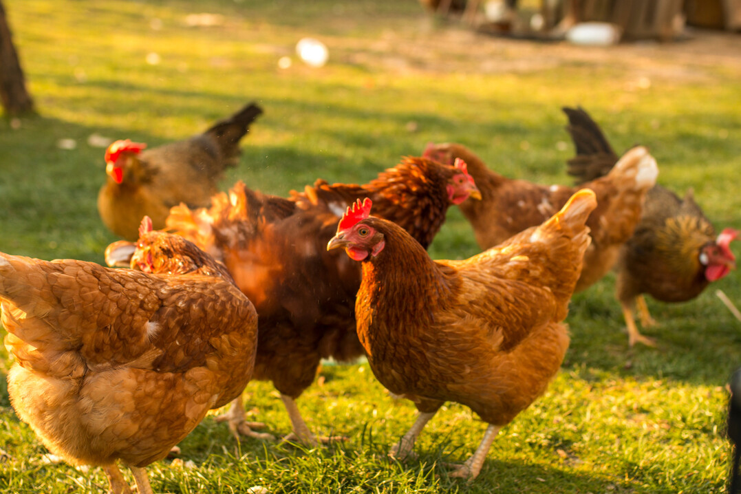 Ein Projekt in Brandenburg entwickelt eine digitale Lösung zur Fernüberwachung von Mobilställen in der Hühnerhaltung, die ohne Strom- und Internetanschluss funktioniert.