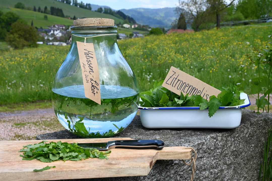 Zitronenmelisse f�r einen Lik�r
