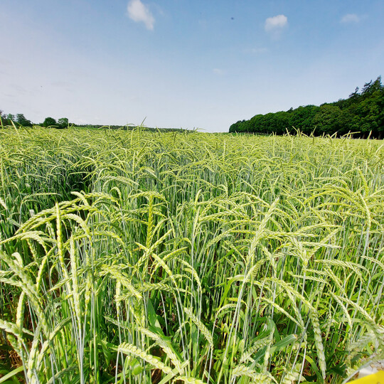 Landessortenversuche Dinkel 2024 am Standort St. Johann.