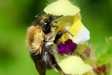 Die Ackerhummel (Bombus pascuorum) auf dem Bunten Hohlzahn (Galeopsis speciosa). Wird es zu hei�, k�nnen die Insekten die Duftstoffe der Bl�ten kaum noch wahrnehmen.