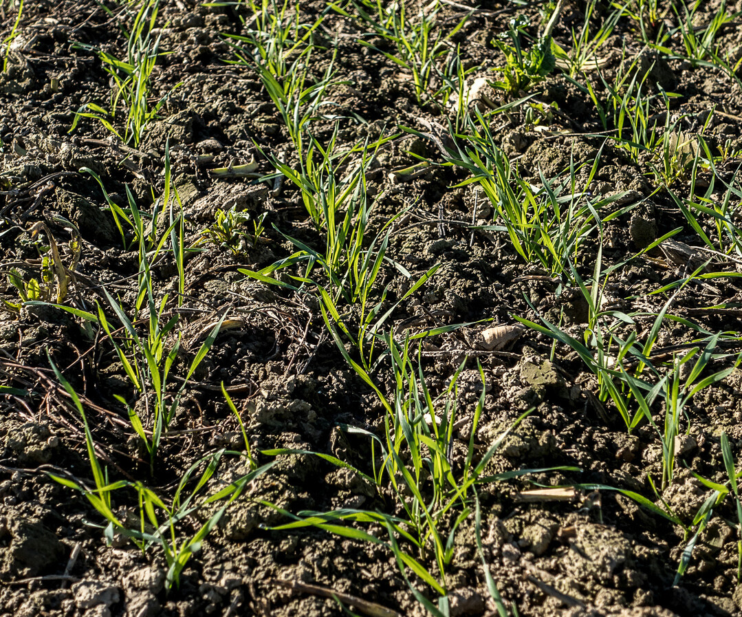 Planen Sie die Wahl der richtigen Weizensorte rechtzeitig.