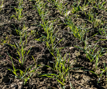 Planen Sie die Wahl der richtigen Weizensorte rechtzeitig.