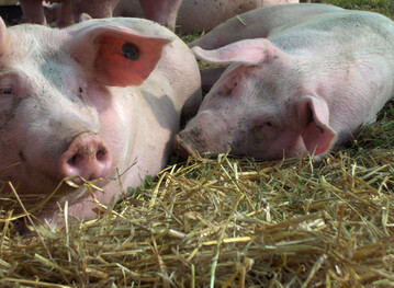 Schweine auf Stroh.