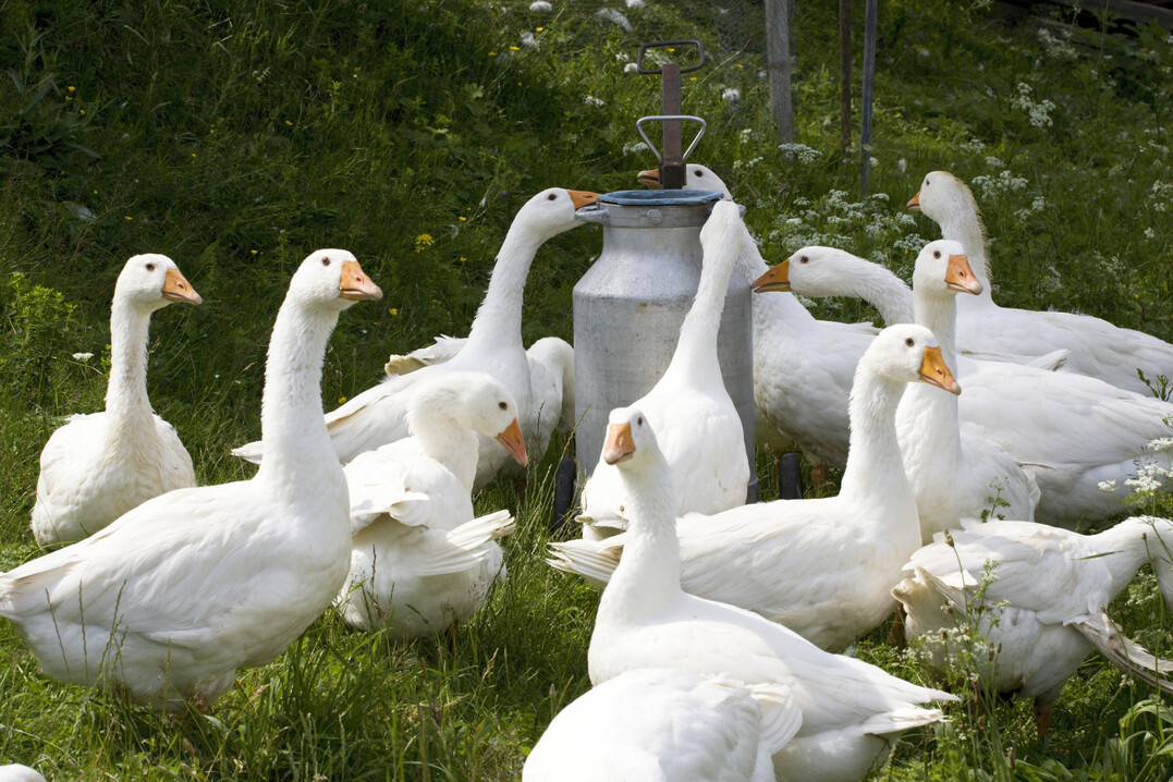 In Deutschland wird an der Entwicklung von Impfstoffen gegen die Vogelgrippe gearbeitet. Der Austausch zu wissenschaftlichen Ergebnissen erfolgt auf verschiedenen Ebenen.