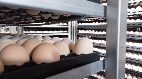 Bruteier müssen vor Erregern wie Mycoplasma gallisepticum geschützt werden.