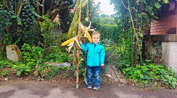 Alexander Schoch h�lt die au�ergew�hnliche Maispflanze.