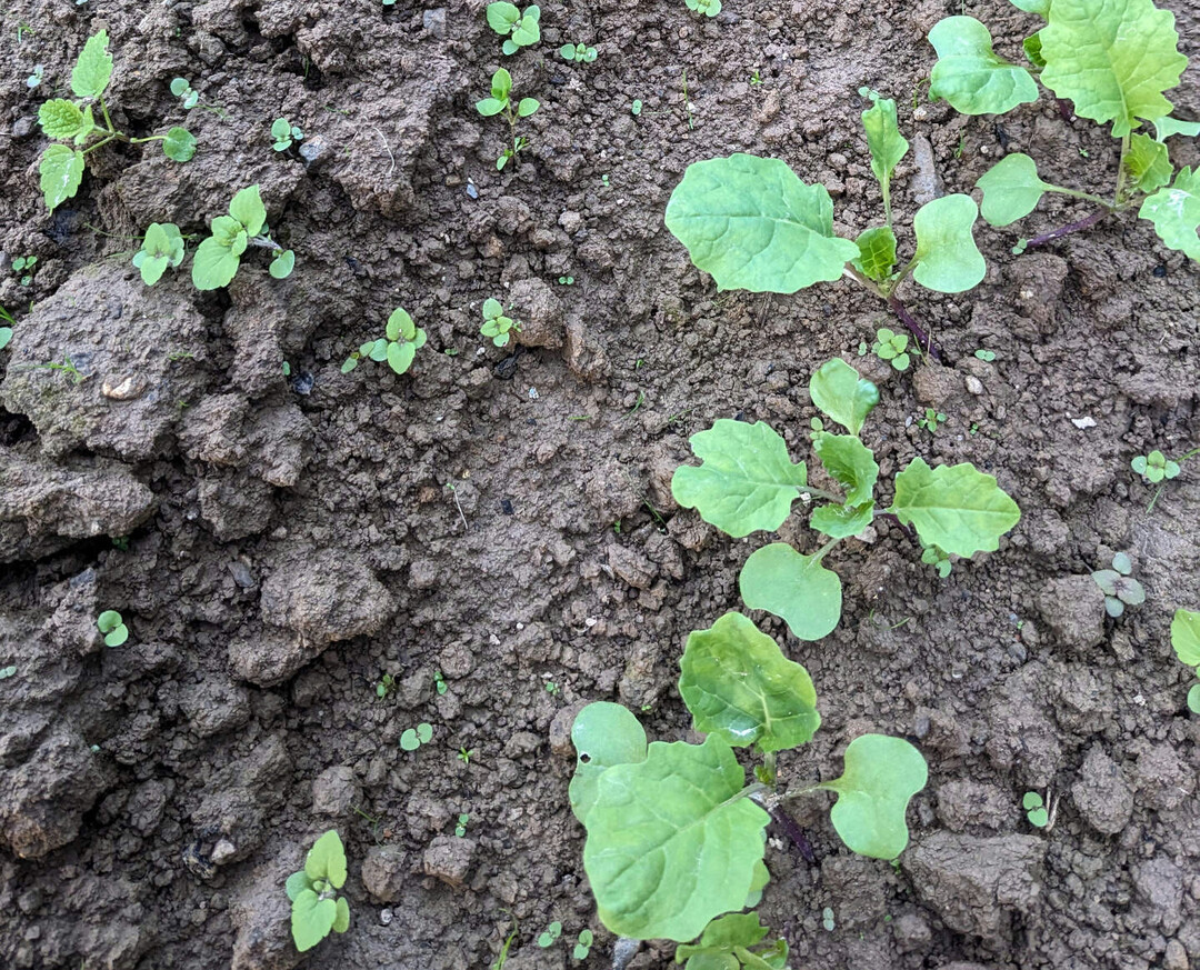 Sind Unkr�uter im Raps bereits im Auflaufen, ist eine Anpassung der Herbizidstrategie erforderlich.