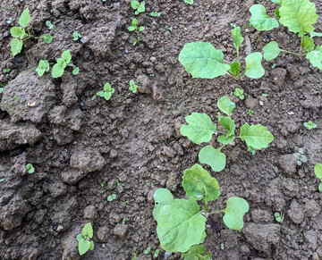 Sind Unkr�uter im Raps bereits im Auflaufen, ist eine Anpassung der Herbizidstrategie erforderlich.