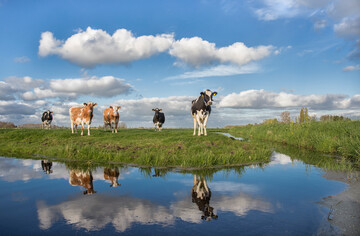 Die vielen Niederschl�ge in diesem Jahr haben das Risiko f�r Leberegel-Infektionen bei K�hen erh�ht. Ein Grund: Der Zwischenwirt des gro�en Leberegels, die Zwergschlammschnecke, entwickelt sich umso besser, je feuchter es ist.