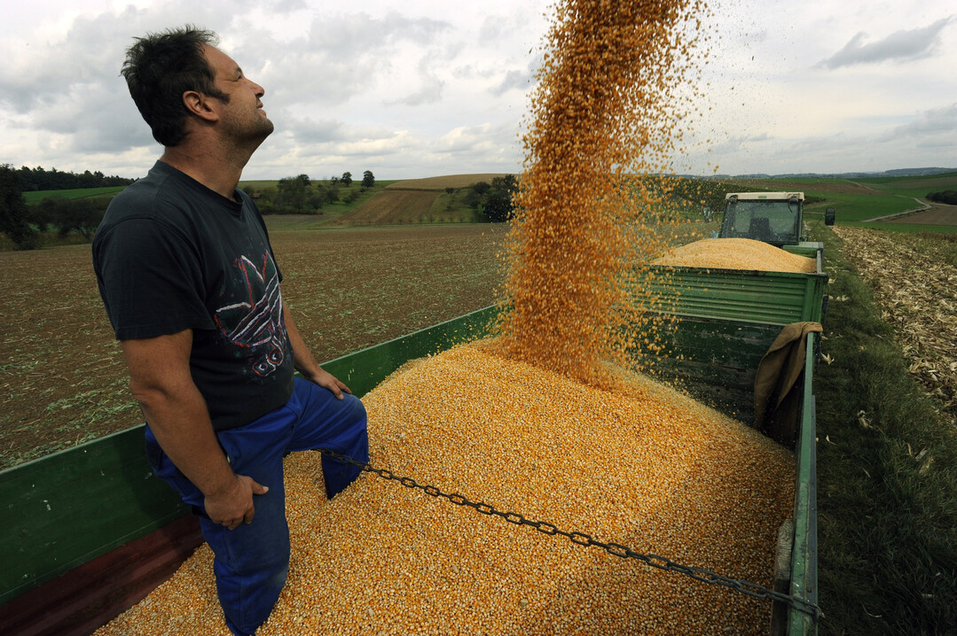 In Baden l�uft die K�rnermaisernte sp�ter an. Die Staun�sse verhinderte Spitzenertr�ge.