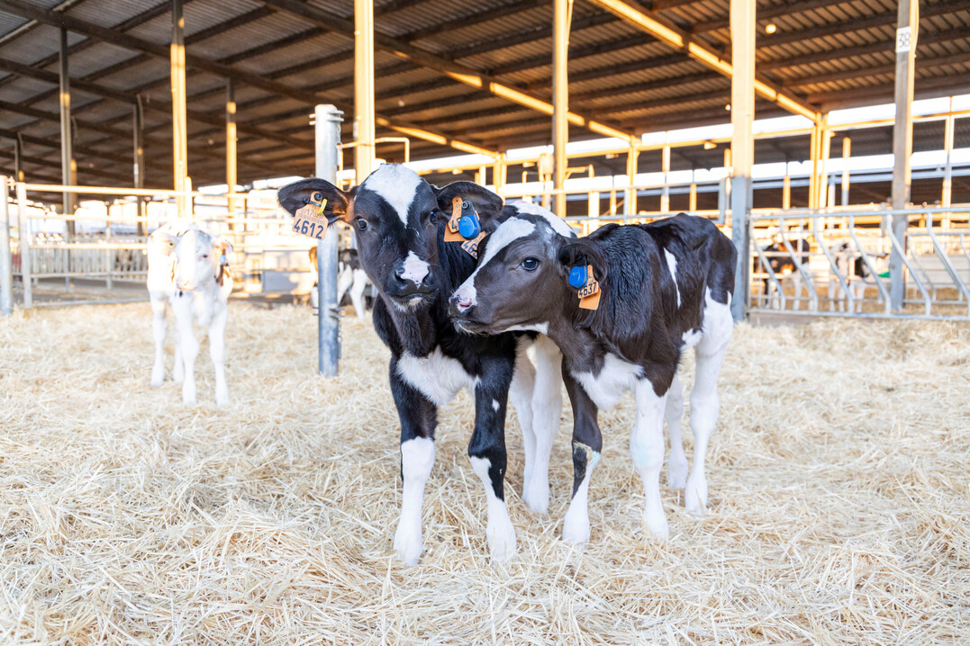 Mit dem Ohrsensor von CowManager wird erstmals ein Gesundheitsmonitoring f�r K�lber vorgestellt. Der Algorithmus nutzt hierzu Methoden maschinellen Lernens und erm�glicht somit die Darstellung sich st�ndig verbessernder Vorhersagen zum Gesundheitszustand des einzelnen Kalbes. Die Alarme werden dem Alter der Tiere angepasst. 