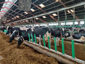 Das Flex Air Stall-System des Herstellers Cow-Welfare erm�glicht eine Frischluftzufuhr direkt in den Liegebereich der K�he.