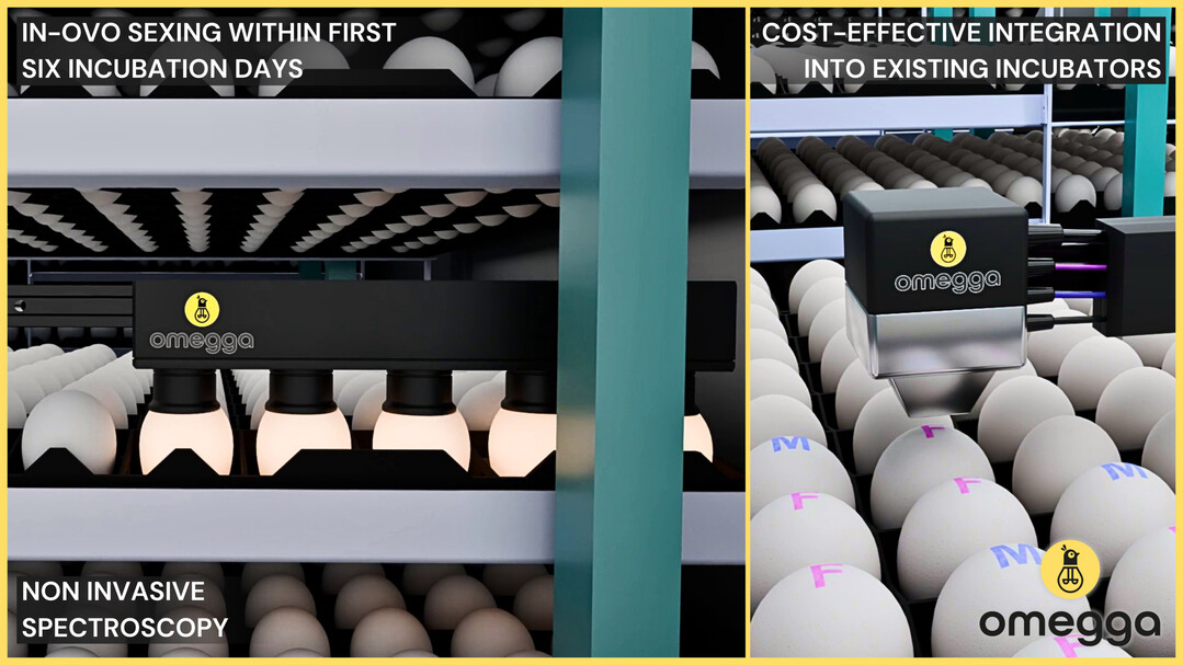 Durch den Einsatz nicht-invasiver und kosteneffizienter, KI-gest�tzter Spektroskopie hat das Unternehmen Omegga mit OmeggaOne die Technologie zur Geschlechtsbestimmung von Legehennen-K�ken im Ei (�in ovo�) entscheidend verbessert. Das neu entwickelte System erkennt das Geschlecht bis zum siebten Bruttag, wobei keine chemischen oder physischen Eingriffe ins Ei erforderlich sind und die embryonale Entwicklung der K�ken somit nicht beeintr�chtigt wird.